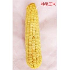 鮮糯玉米熟玉米萬糯玉米速凍玉米鮮玉米   /40穗/箱